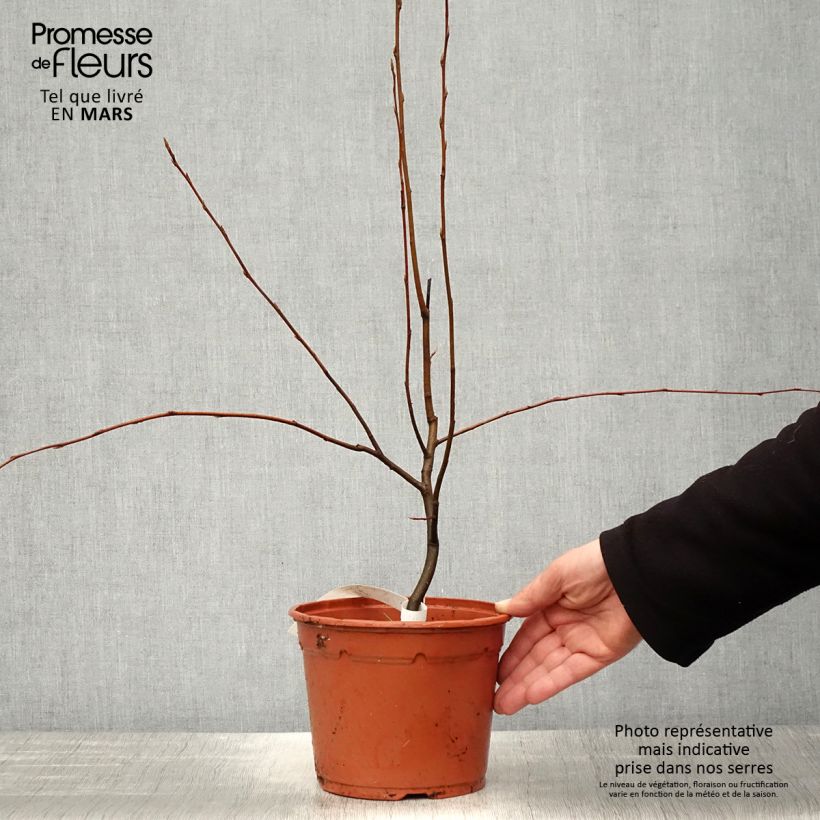 Amelanchier canadensis - Pero corvino Vaso da 2L/3L esemplare consegnato in primavera