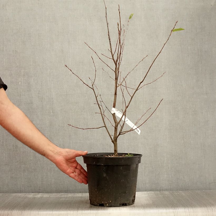 Esemplare di Amelanchier canadensis - Pero corvino Vaso da 7,5L/10L come consegnato in autunno