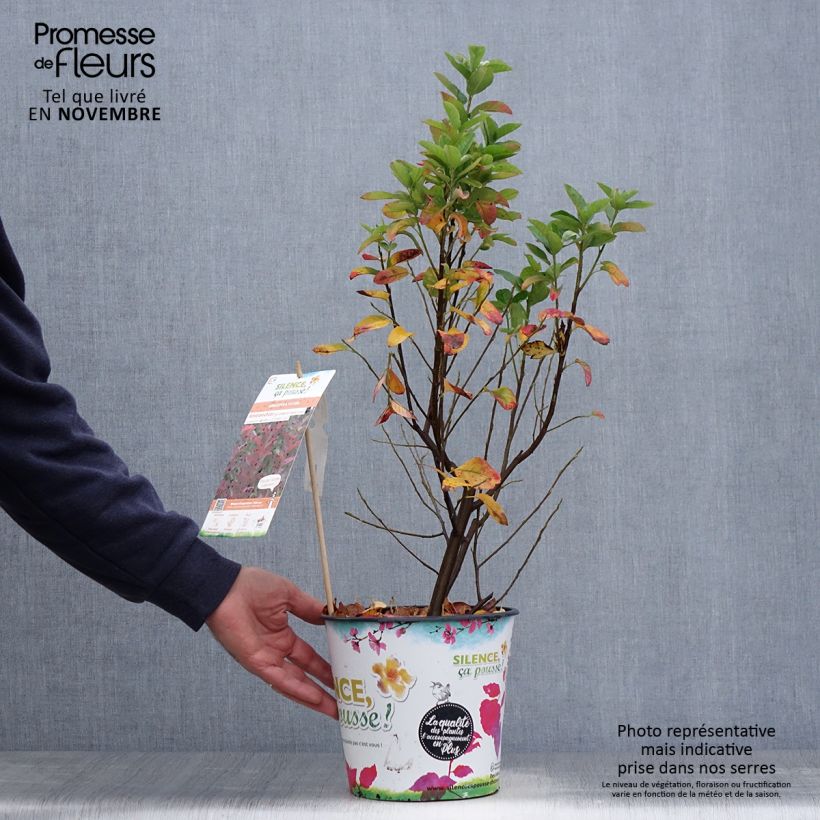 Esemplare di Amelanchier canadensis October Flame - Pero corvino Vaso da 4L/5L come consegnato in autunno