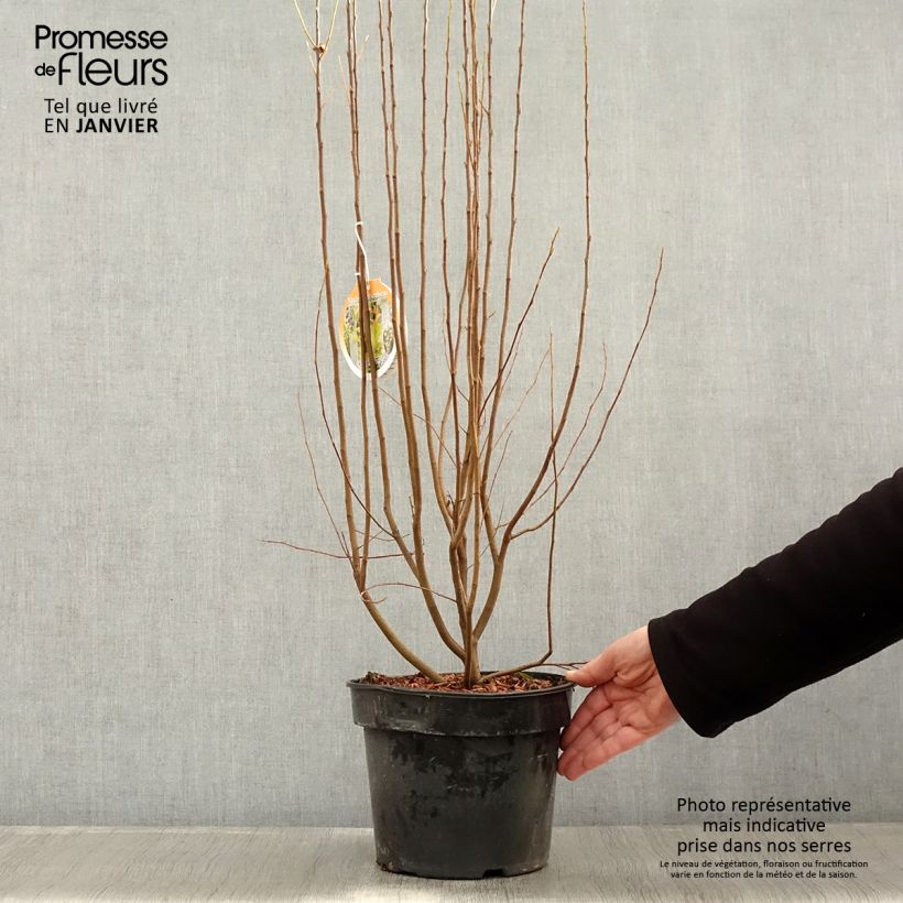 Amelanchier canadensis Rainbow Pillar - Pero corvino Vaso da 4L/5L esemplare consegnato in inverno