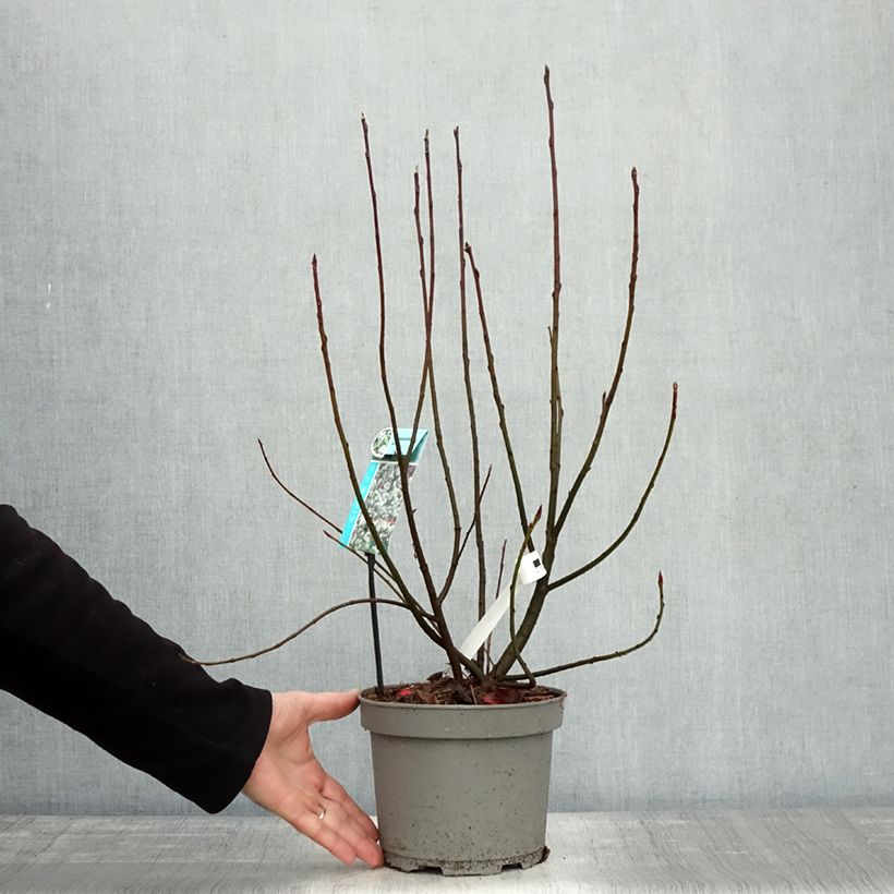 Esemplare di Amelanchier spicata Vaso da 3L/4L come consegnato in autunno