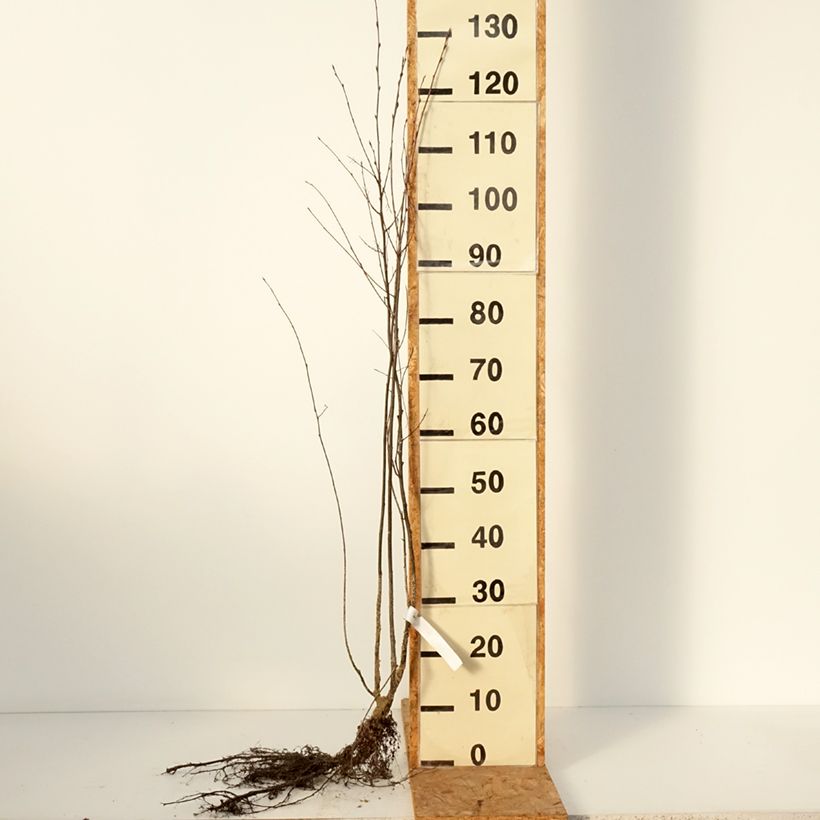 Amelanchier spicata Piante piccole a radice nuda esemplare consegnato in inverno