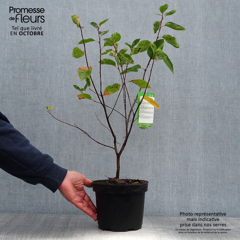 Esemplare di Amelanchier lamarckii - Pero corvino Vaso da 3L/4L come consegnato in autunno