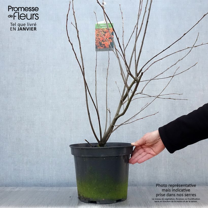 Amelanchier lamarckii - Pero corvino Vaso da 7,5L/10L esemplare consegnato in inverno