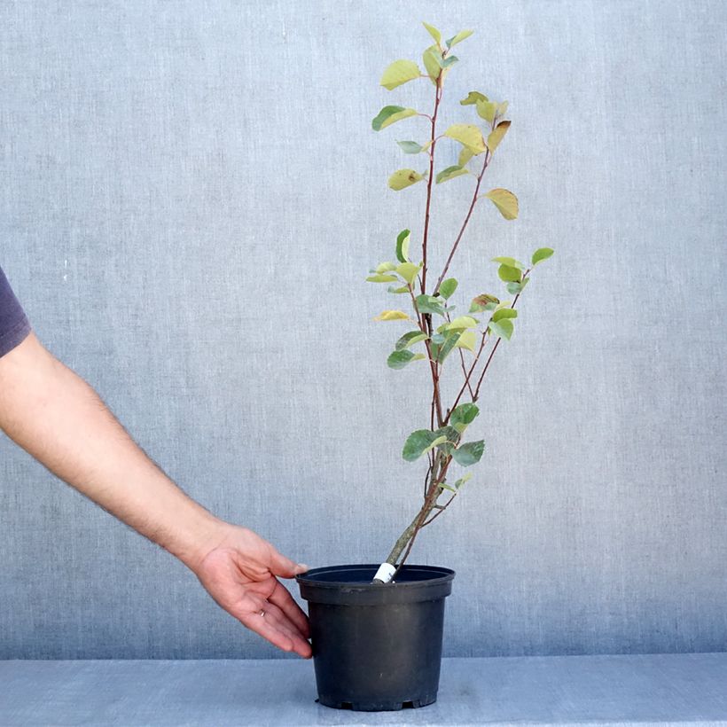 Esemplare di Amelanchier alnifolia Smoky Vaso da 2L/3L consegnato in estate