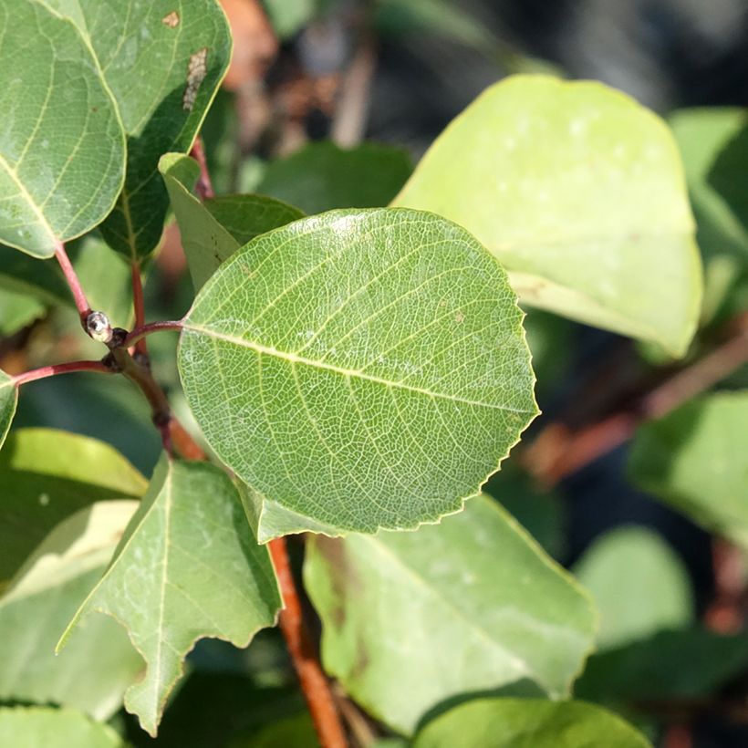Amelanchier alnifolia Smoky (Fogliame)