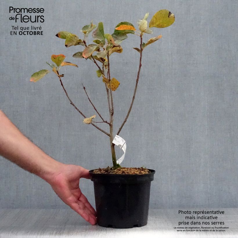 Esemplare di Amelanchier alnifolia Thiessen Vaso da 2L/3L come consegnato in autunno
