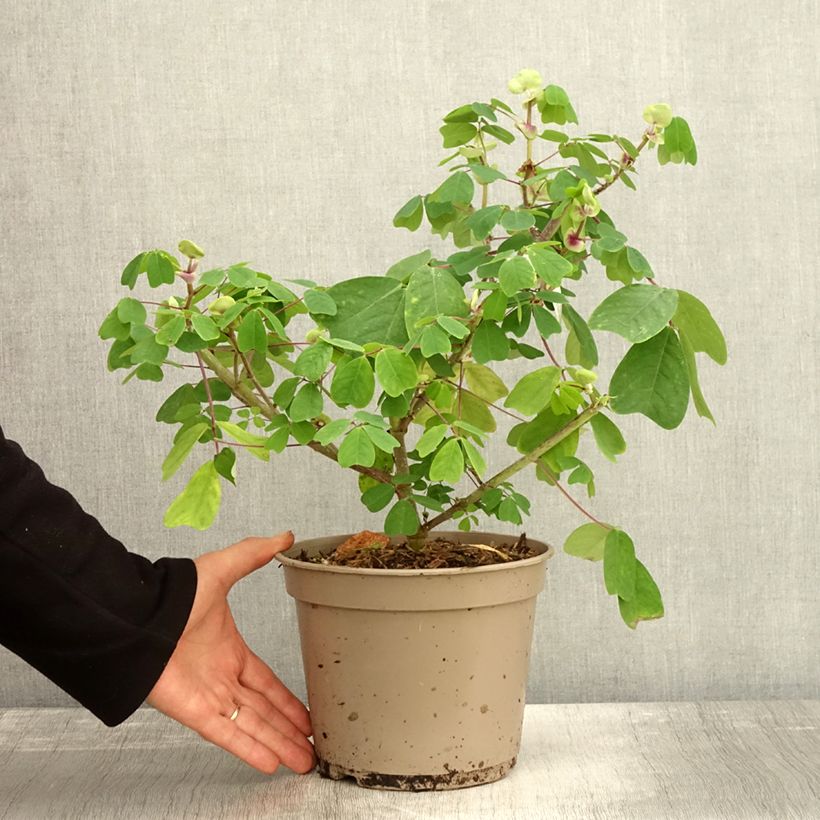 Esemplare di Amicia zygomeris Vaso da 4L/5L come consegnato in autunno
