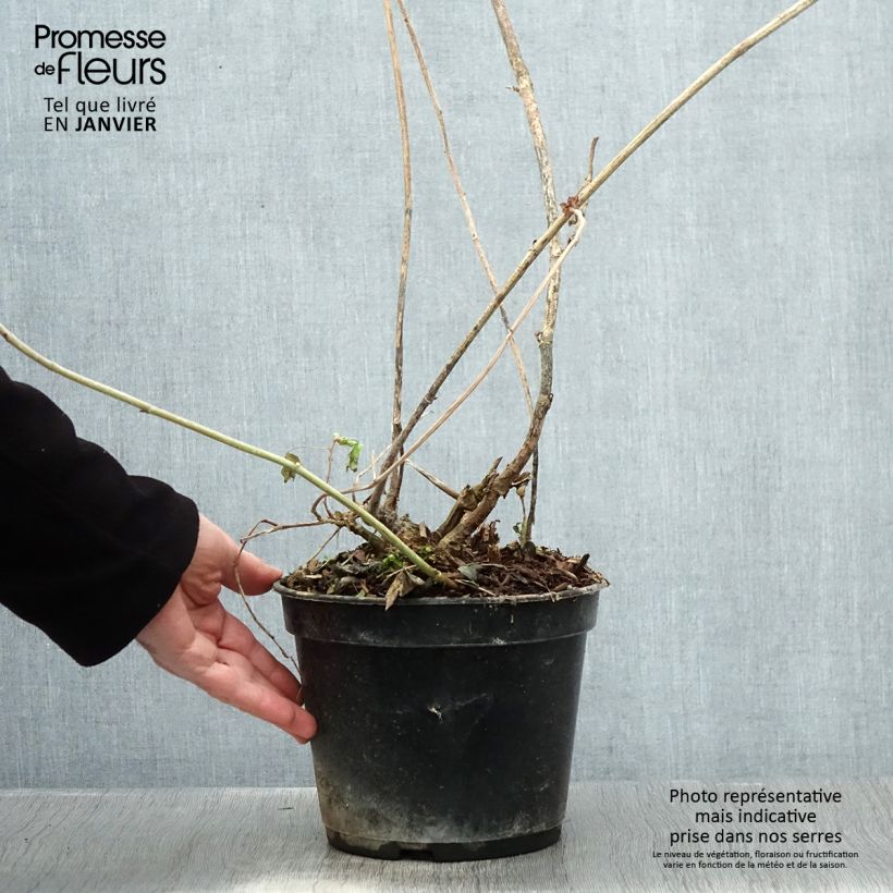 Amicia zygomeris Vaso da 4L/5L esemplare consegnato in inverno