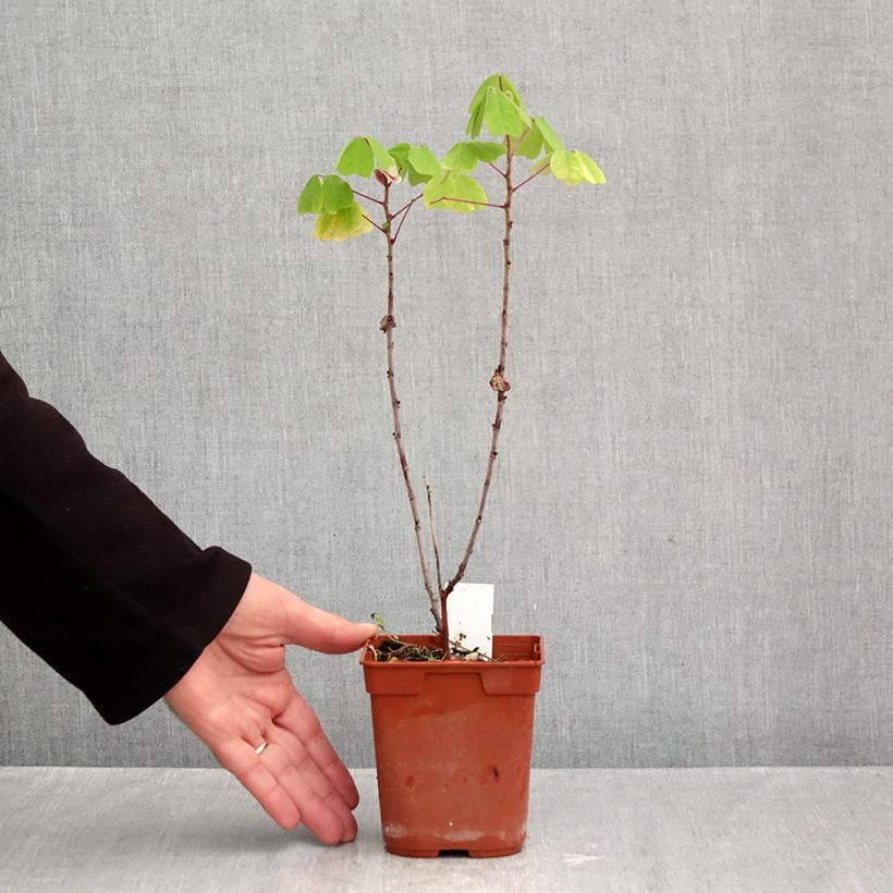 Esemplare di Amicia zygomeris Vaso da 1L/1,5L come consegnato in autunno