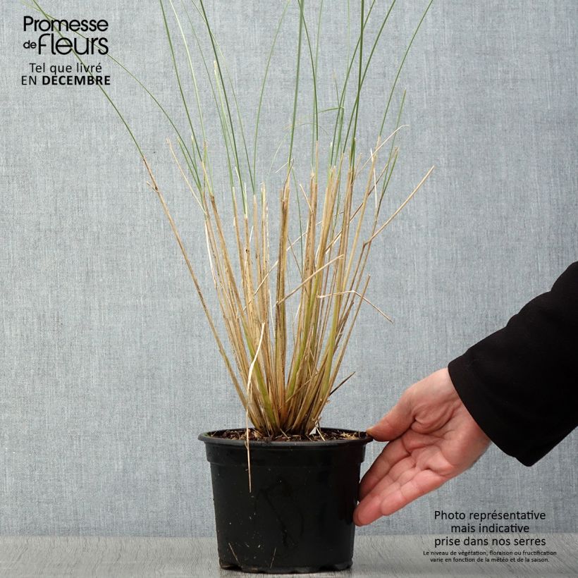 Esemplare di Ammophila arenaria Vaso da 2L/3L come consegnato in autunno