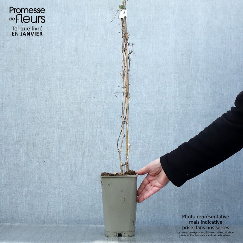 Ampelopsis aconitifolia Vaso da 2L/3L esemplare consegnato in inverno