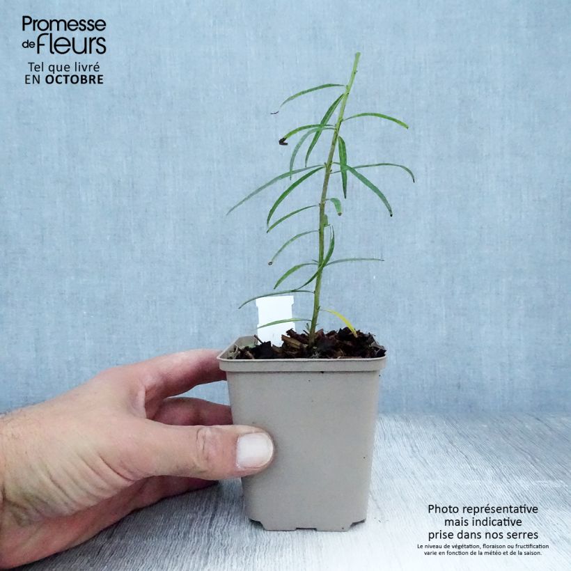 Esemplare di Amsonia ciliata Vasetto da 8/9 cm come consegnato in autunno