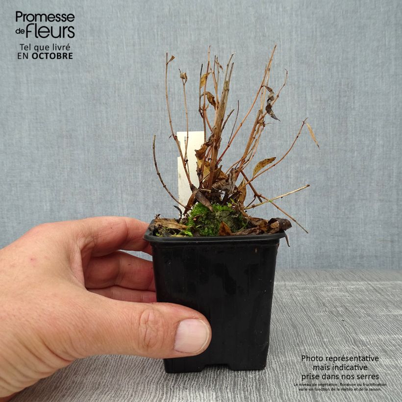 Esemplare di Amsonia Blue Ice Vasetto da 8/9 cm come consegnato in autunno