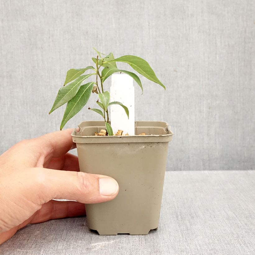 Esemplare di Amsonia tabernaemontana Storm Cloud Vasetto da 8/9 cm come consegnato in autunno