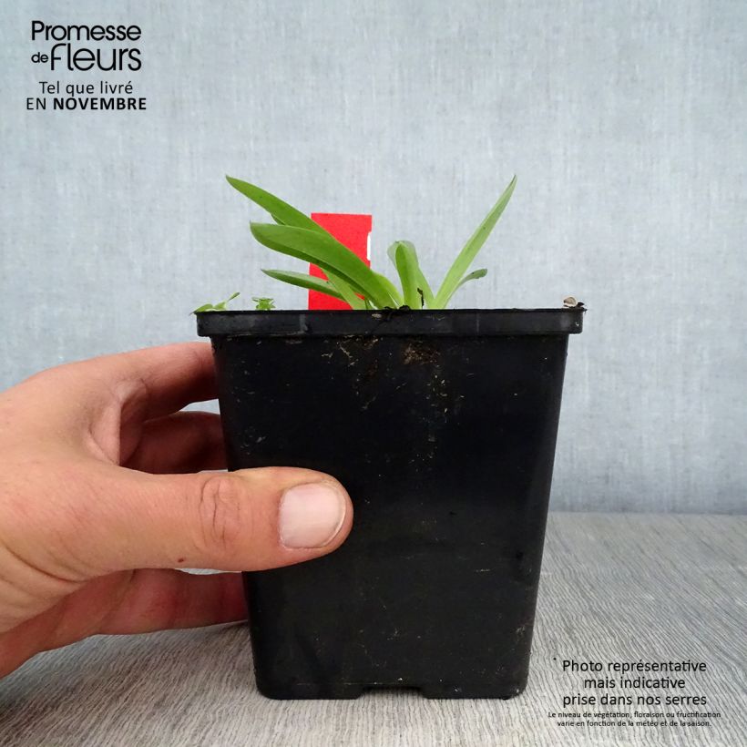 Esemplare di Anacamptis sancta Vaso da 1,5L/2L come consegnato in autunno
