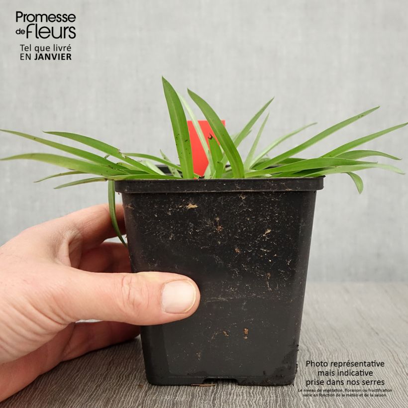 Anacamptis sancta Vaso da 1,5L/2L esemplare consegnato in inverno