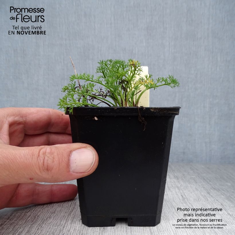 Esemplare di Anacyclus pyrethrum var. depressus Vasetto da 8/9 cm come consegnato in autunno