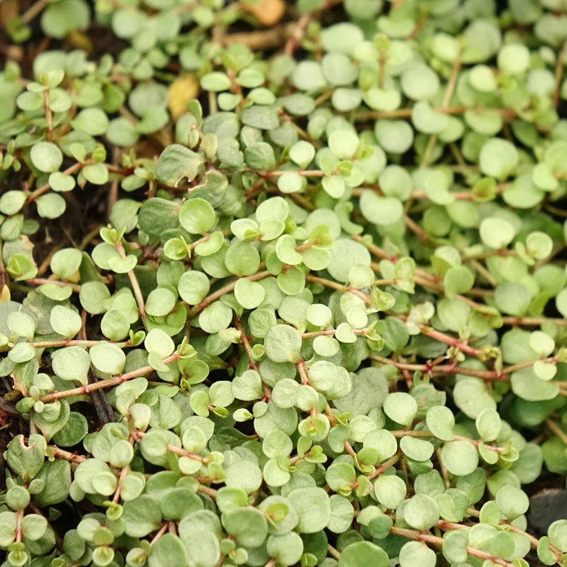 Anagallis tenella - Centonchio palustre (Fogliame)