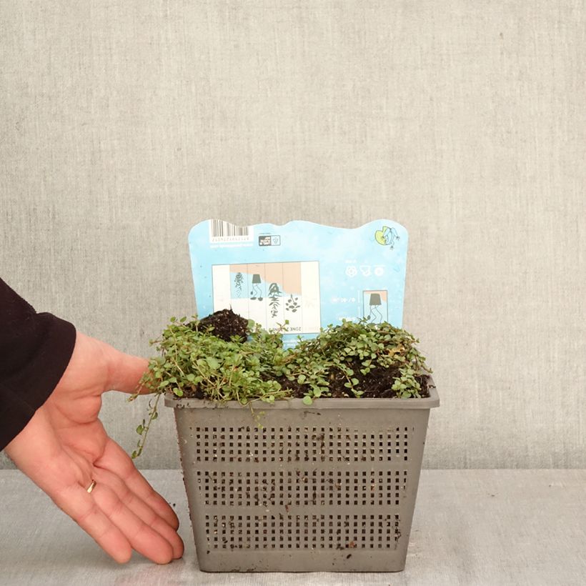 Anagallis tenella - Centonchio palustre Vaso da 1L/1,5L esemplare consegnato in primavera