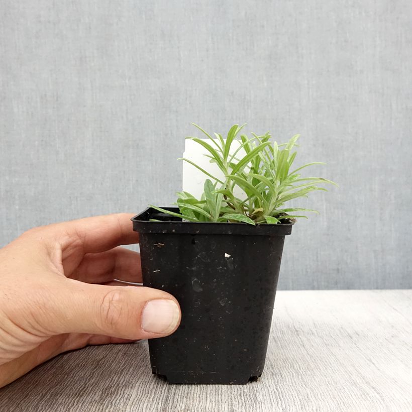 Esemplare di Anaphalis margaritacea Neuschnee Vasetto da 8/9 cm come consegnato in autunno