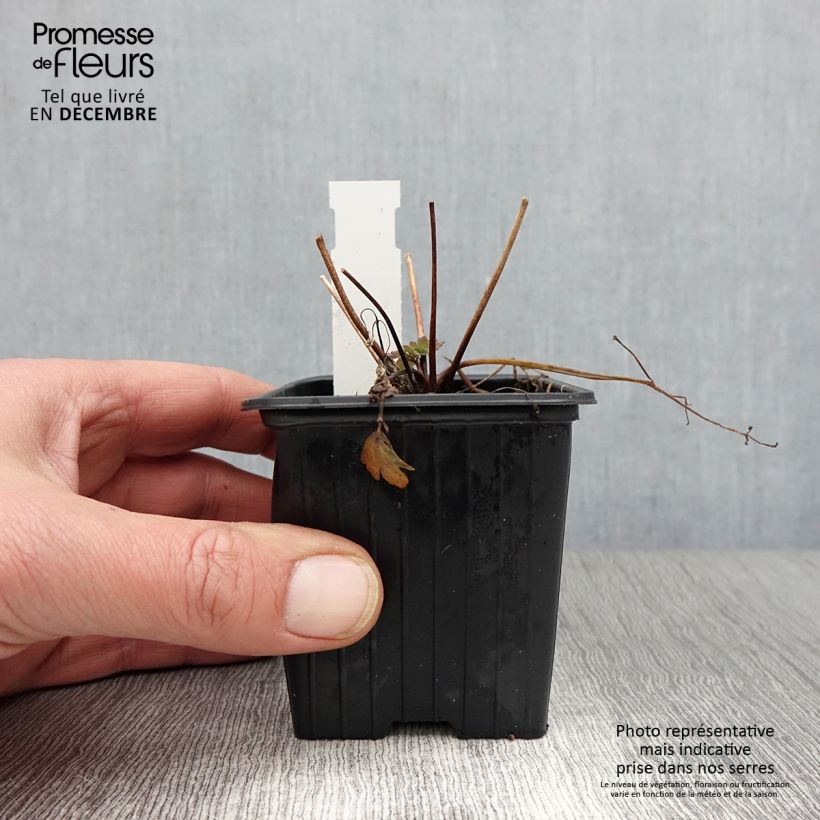 Esemplare di Aquilegia caerulea Kristall Vasetto da 8/9 cm come consegnato in autunno