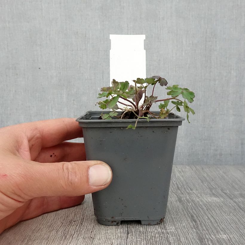 Aquilegia caerulea Rose Queen Vasetto da 8/9 cm esemplare consegnato in primavera