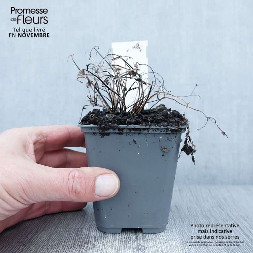 Esemplare di Aquilegia sibirica Vasetto da 8/9 cm come consegnato in autunno
