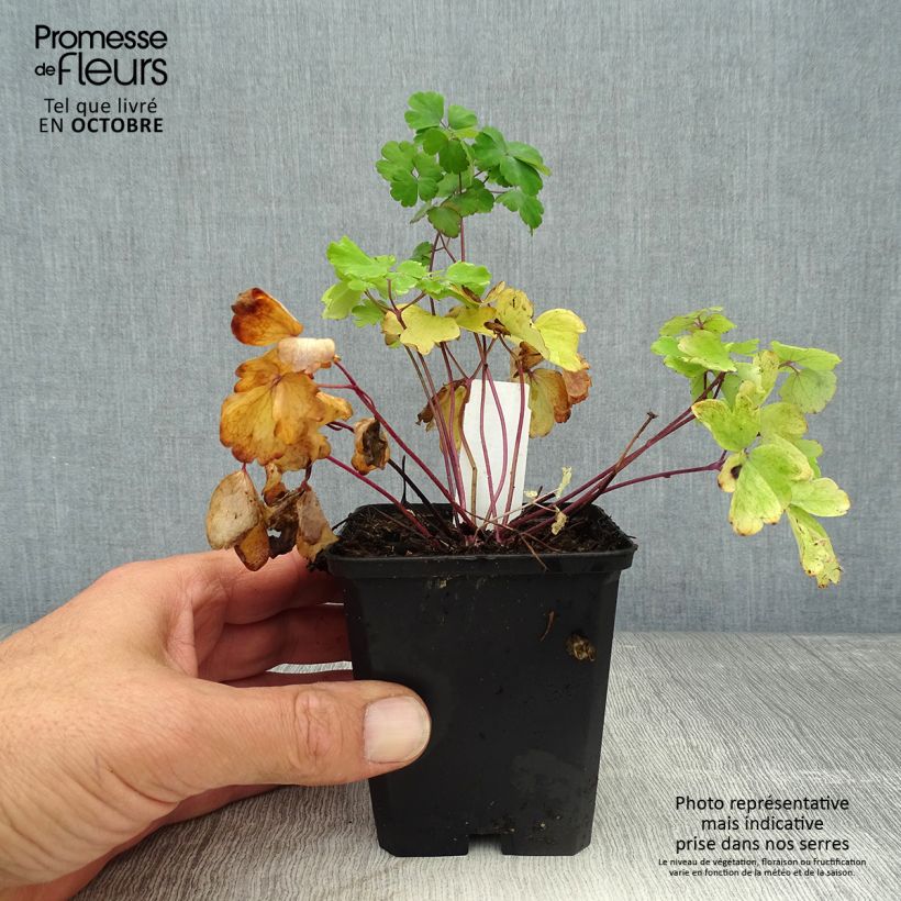 Esemplare di Aquilegia vulgaris Vasetto da 8/9 cm come consegnato in autunno