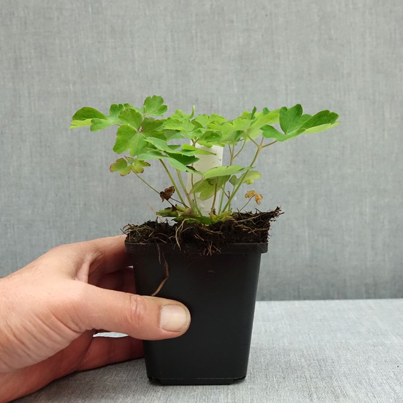 Esemplare di Aquilegia vulgaris Winky Blue White Vasetto da 8/9 cm come consegnato in autunno