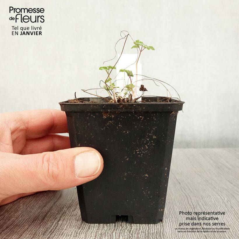 Aquilegia vulgaris Crimson Star Vasetto da 8/9 cm esemplare consegnato in inverno