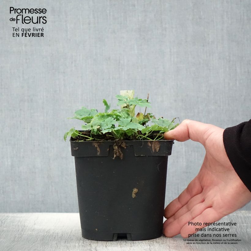 Aquilegia vulgaris Crimson Star Vaso da 2L/3L esemplare consegnato in inverno