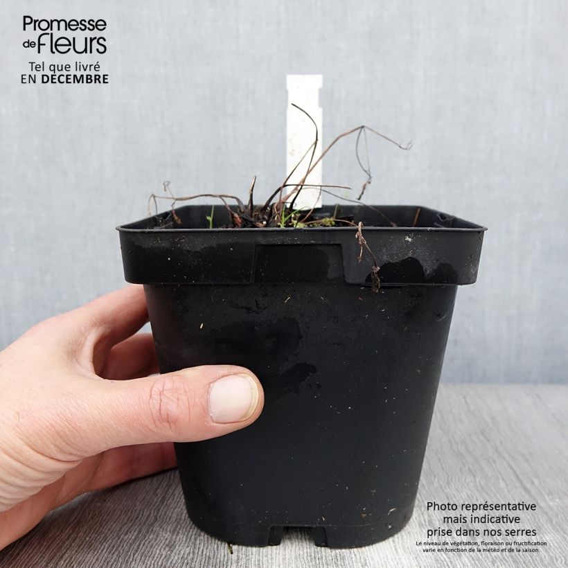 Esemplare di Aquilegia alpina Vaso da 2L/3L come consegnato in autunno