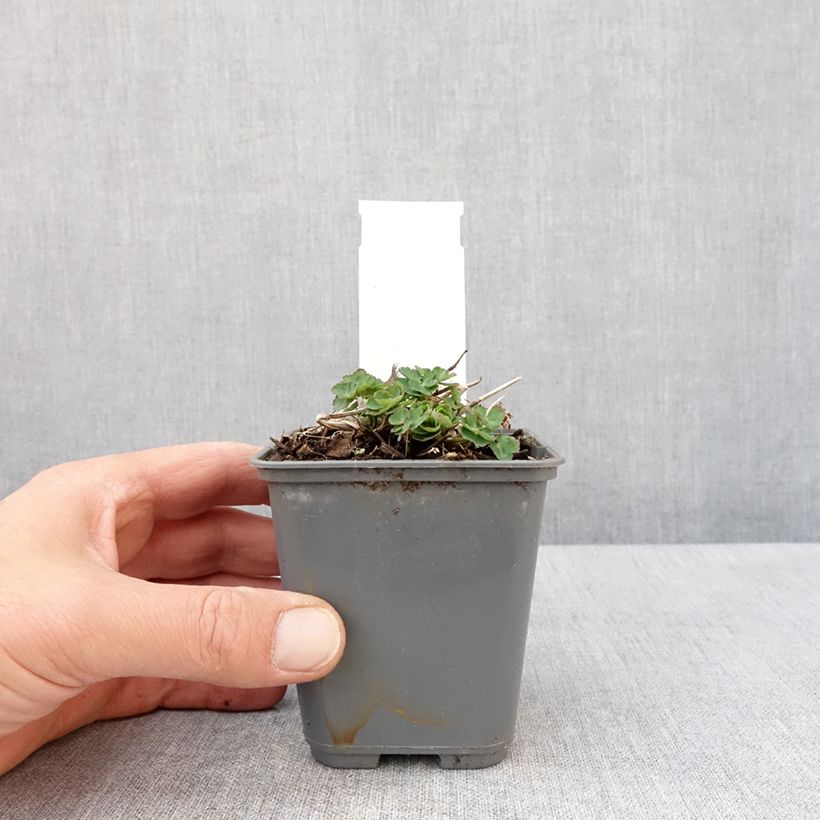 Aquilegia vulgaris Winky White and White Vasetto da 8/9 cm esemplare consegnato in primavera