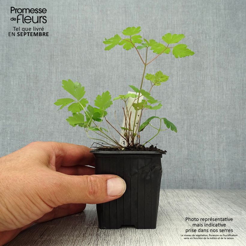 Esemplare di Aquilegia canadensis Vasetto da 8/9 cm come consegnato in autunno