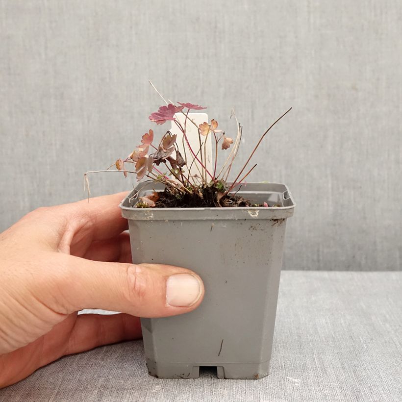 Esemplare di Aquilegia canadensis Little Lanterns Vasetto da 8/9 cm come consegnato in autunno
