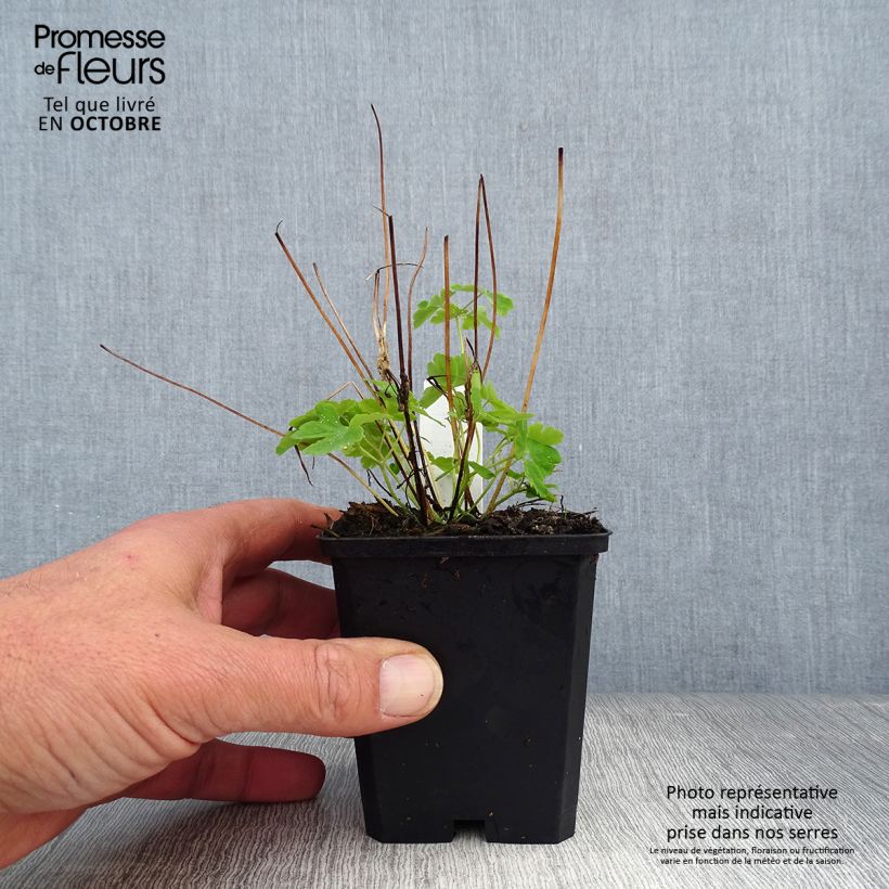 Esemplare di Aquilegia vulgaris clematiflora Green Apples Vasetto da 8/9 cm come consegnato in autunno