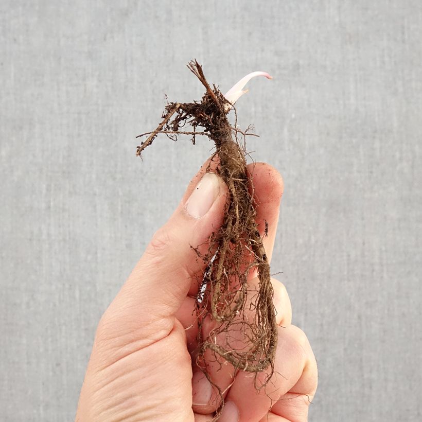 Aquilegia vulgaris var. stellata Black Barlow Piante piccole a radice nuda esemplare consegnato in inverno