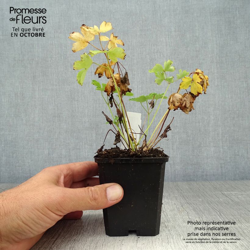 Esemplare di Aquilegia vulgaris Nora Barlow Vasetto da 8/9 cm come consegnato in autunno