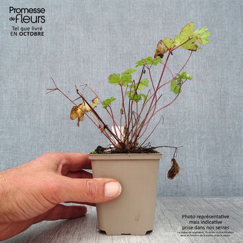 Esemplare di Aquilegia vulgaris var. stellata Rose Barlow Vasetto da 8/9 cm come consegnato in autunno