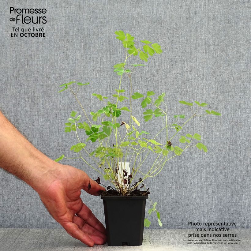 Esemplare di Aquilegia chrysantha Yellow Queen Vasetto da 8/9 cm come consegnato in autunno
