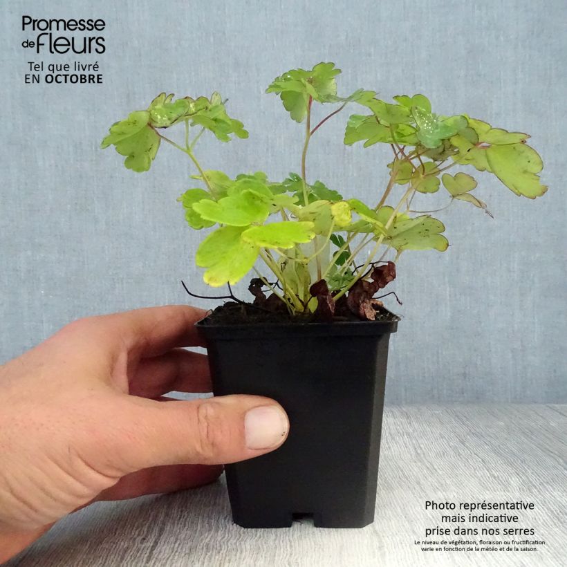 Esemplare di Aquilegia flabellata Ministar Vasetto da 8/9 cm come consegnato in autunno