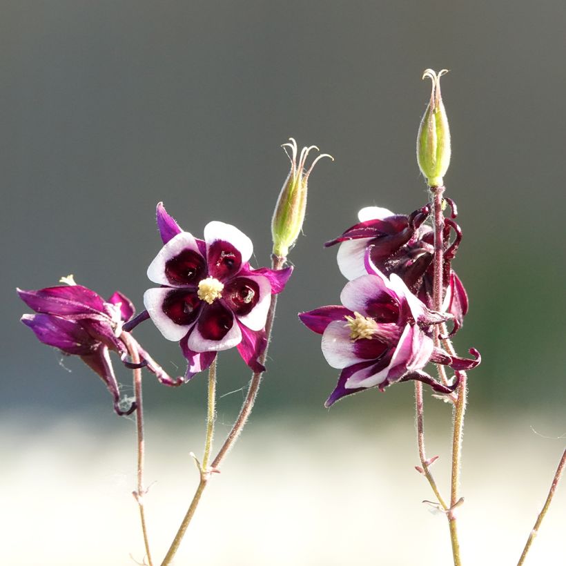 Aquilegia vulgaris William Guiness (Fioritura)