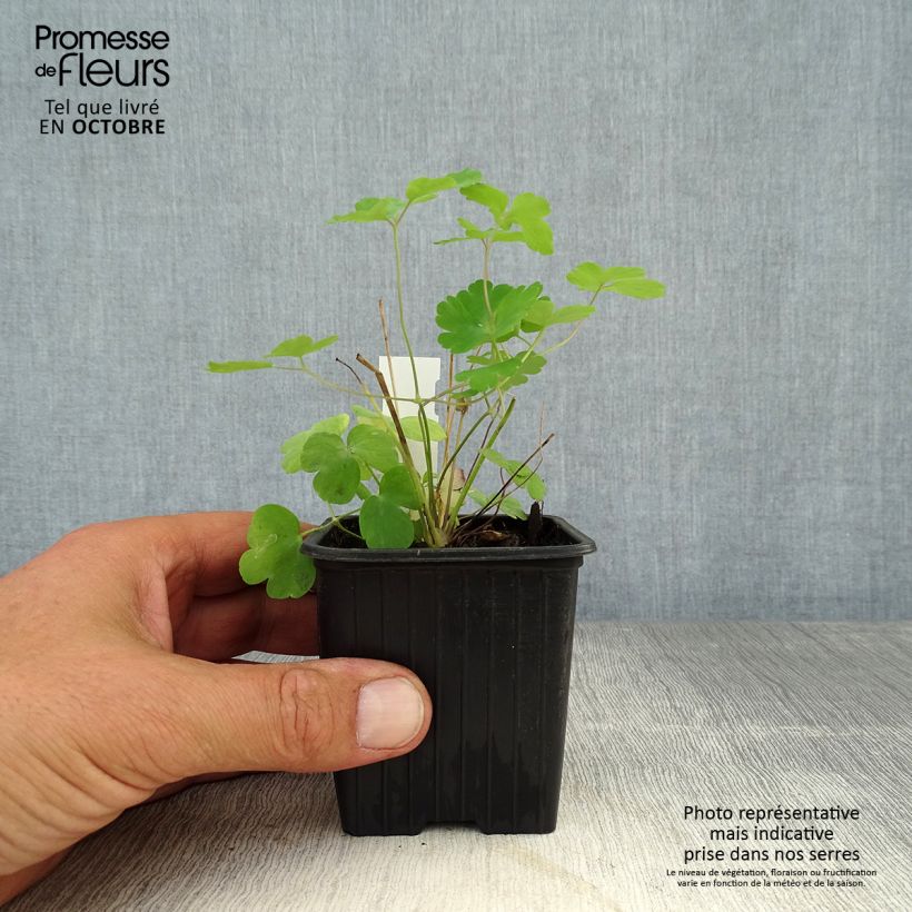 Esemplare di Aquilegia vulgaris William Guiness Vasetto da 8/9 cm come consegnato in autunno