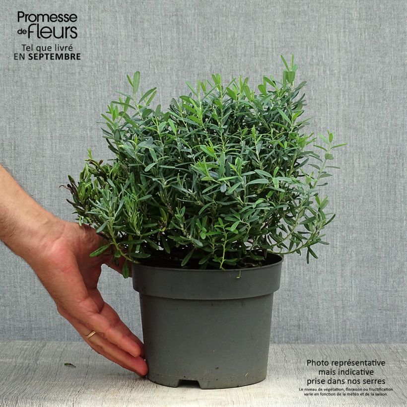 Esemplare di Andromeda polifolia Blue Ice - Rosmarino di palude Vaso da 2L/3L come consegnato in autunno