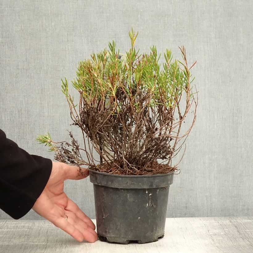 Esemplare di Andromeda polifolia Nikko - Rosmarino di palude Vaso da 2L/3L come consegnato in autunno