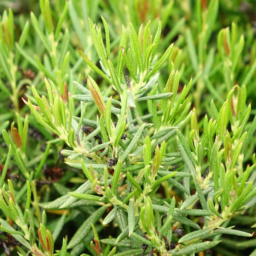Andromeda polifolia Nikko - Rosmarino di palude (Fogliame)