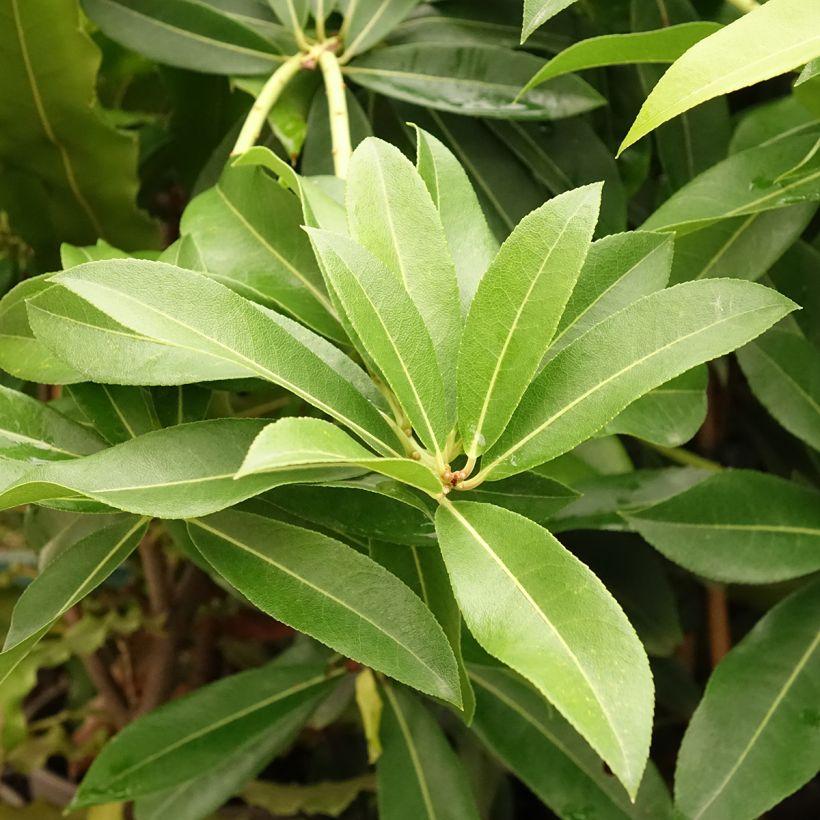 Pieris formosa var. forrestii (Fogliame)