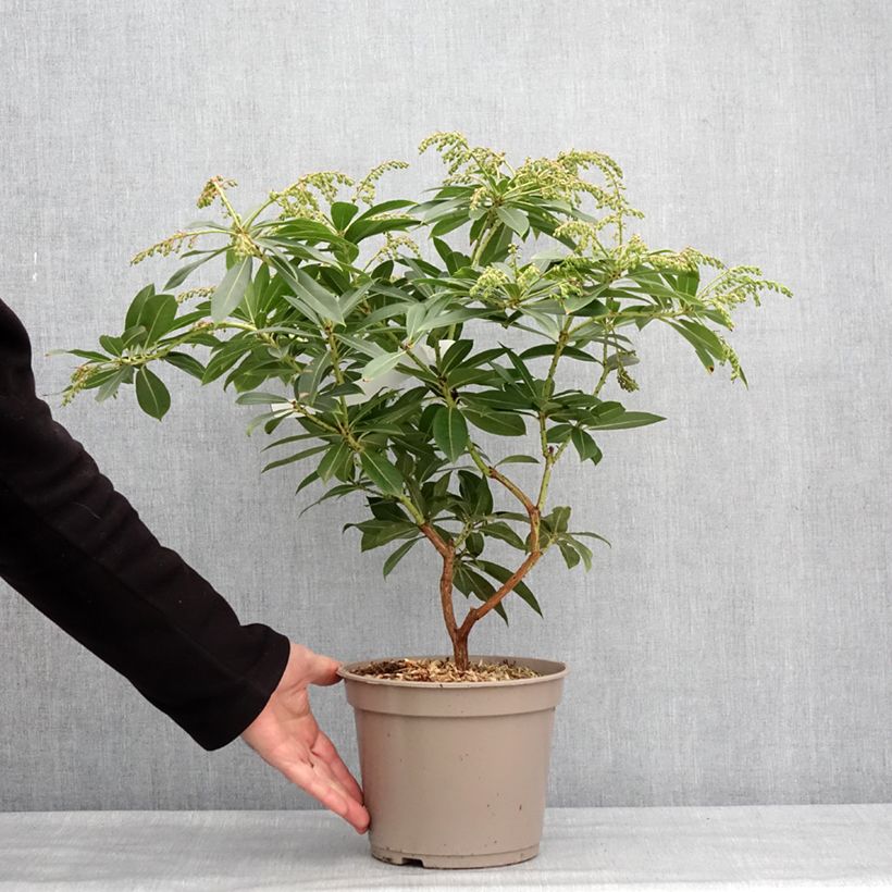 Pieris formosa var. forrestii Vaso da 4L/5L esemplare consegnato in inverno