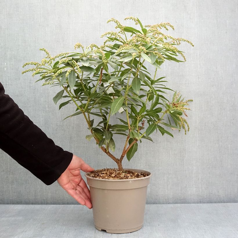 Pieris formosa var. forrestii Vaso da 4L/5L esemplare consegnato in primavera